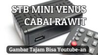 thqVenus20Cabai20Rawit