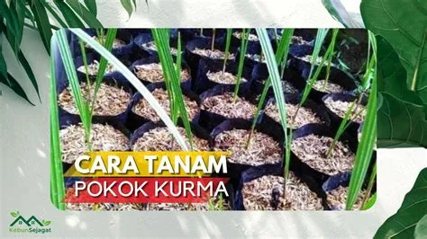 kurma-paket-murah-2026-Panduan-Lengkap